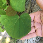 katsura tree