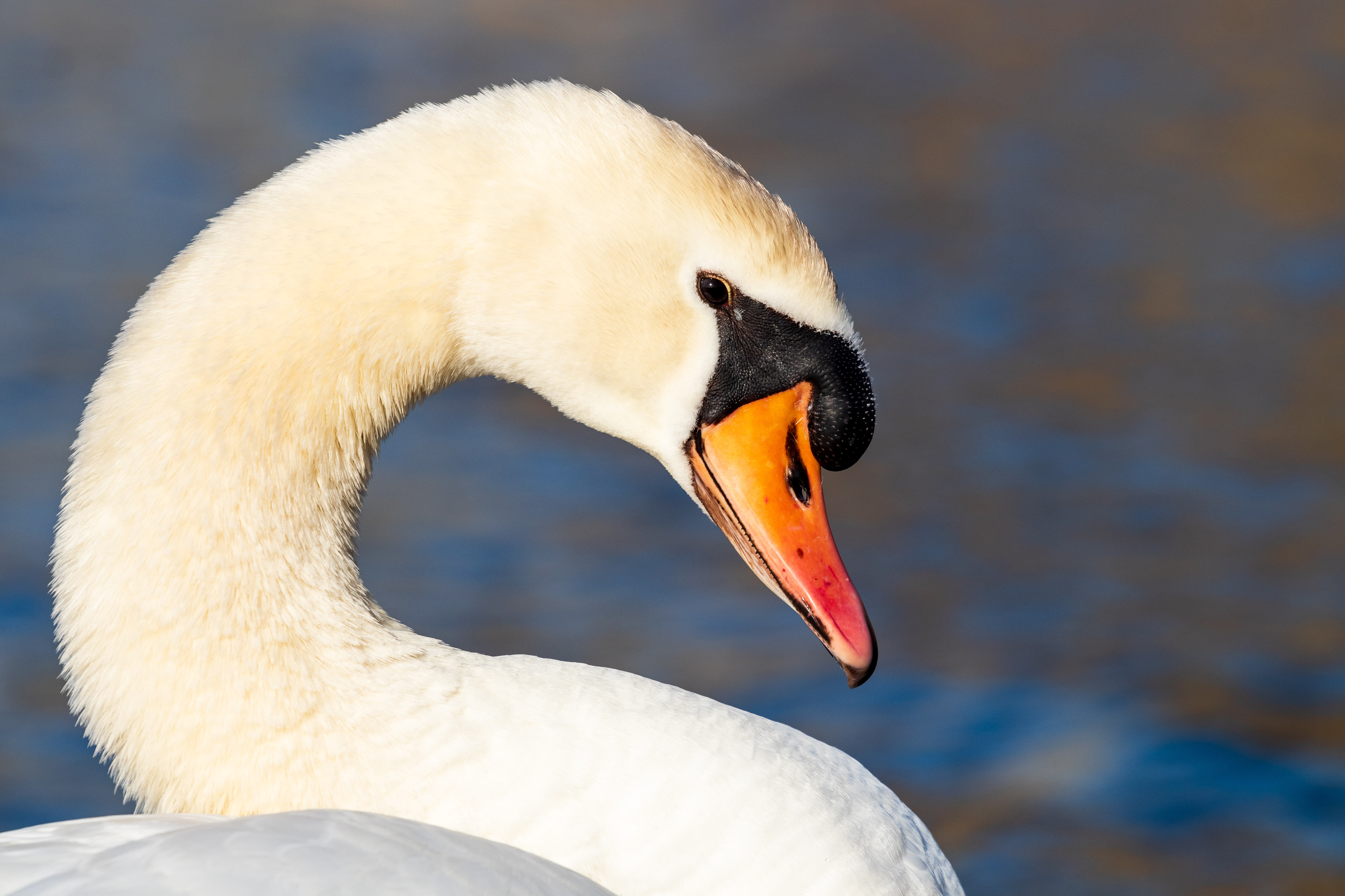 Solo su appuntamento 🦢 di guazzini.com