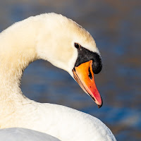 Solo su appuntamento 🦢 di 