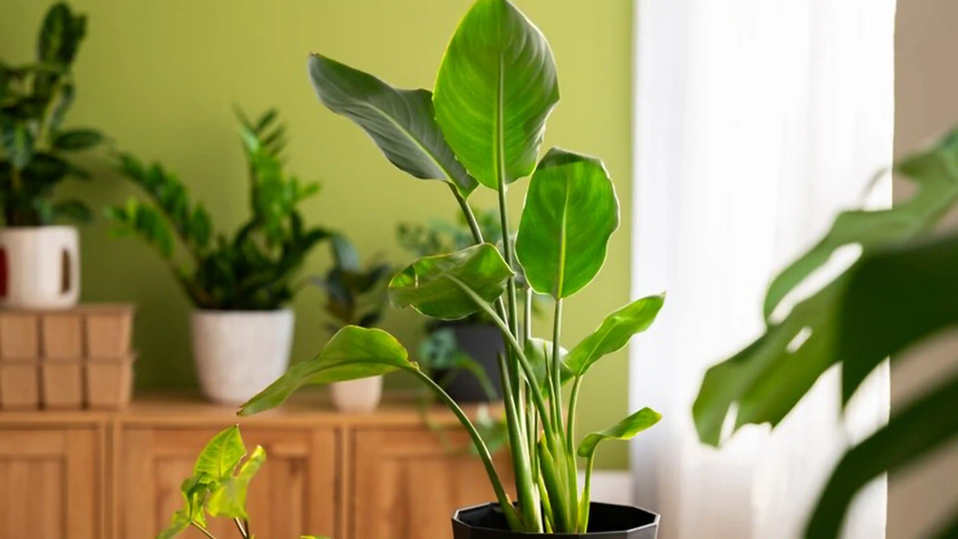 The Power of Plants: Warding Off Negative Energy in Your Home