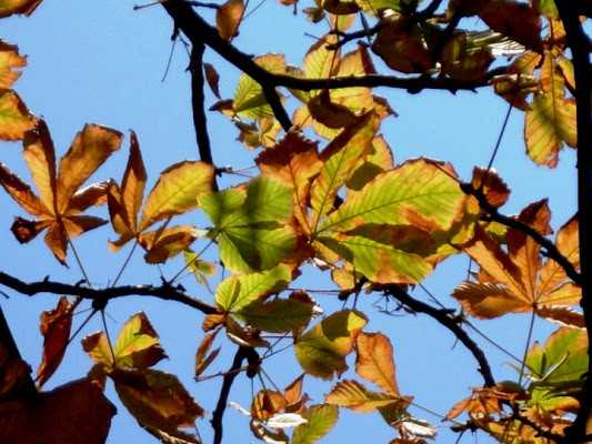 Foglie e luce dell'inverno di fermoiltempo