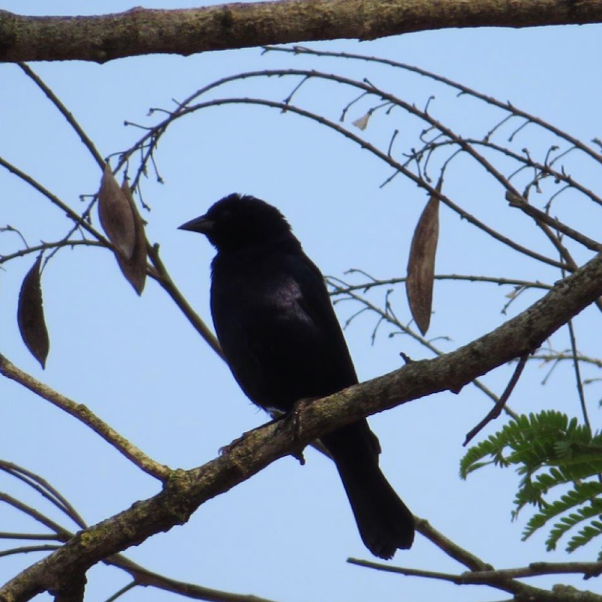 Chopi blackbird