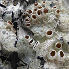 Shield Lichen