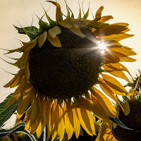 Sunflowers di Nefti-Monica