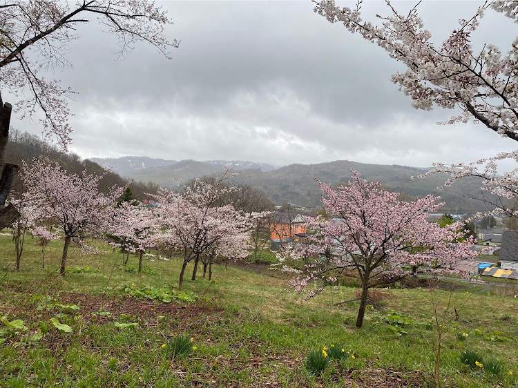 Aクラス ハッチバックのお花見ツーリング・桜とコラボ🌸・甘味に関するカスタム事例の投稿画像12枚目