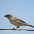 Northern Grey-headed Sparrow