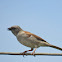 Northern Grey-headed Sparrow