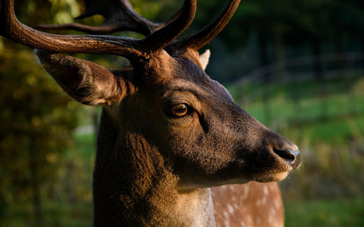 Animals Wallpapers  hd backgrounds