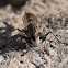 Robber fly