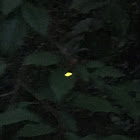 Firefly