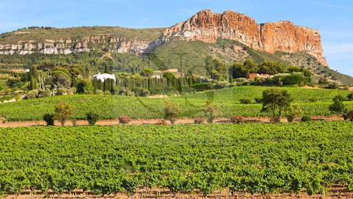 Vignoble avec piscine et dépendances 4