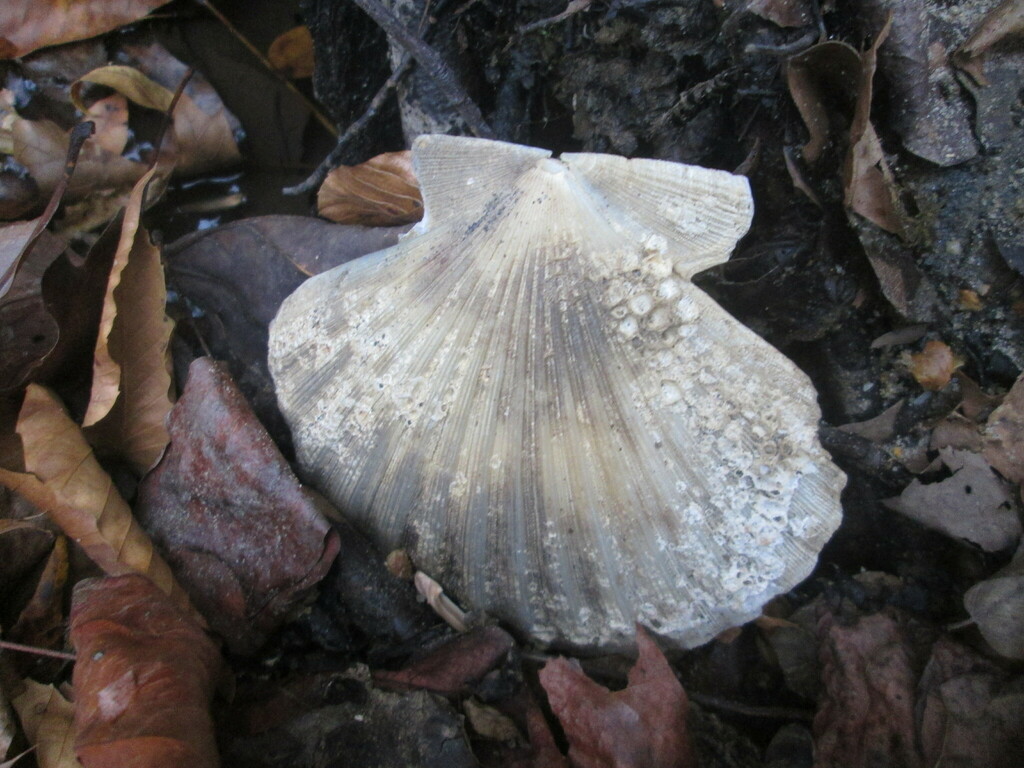 Chesapecten madisonius