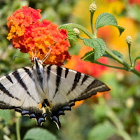 La farfalla e il fiore di 