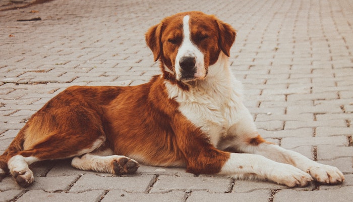 Especialidad del Perro San Bernardo