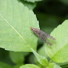 Giant Lacewing