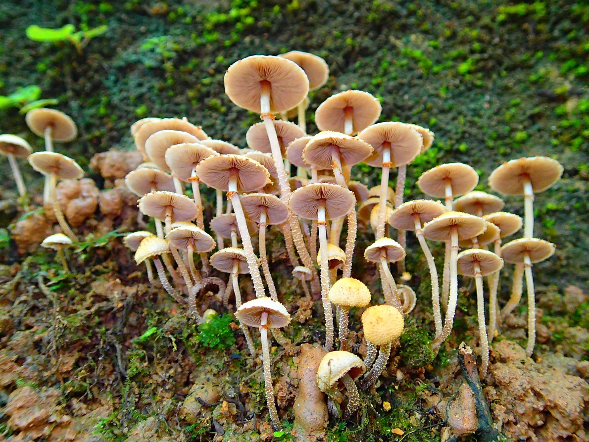 Unknown Mushrooms