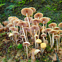 Unknown Mushrooms