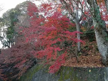 紅葉