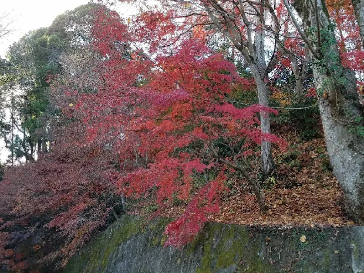 「紅葉」のメインビジュアル