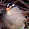 White crowned sparrow