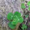 5 Leaf White Clover