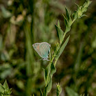 Western Green Hairstreak