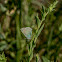 Western Green Hairstreak