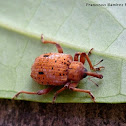 Phelypera Weevil