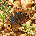 Tropical Buckeye