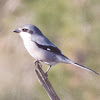 Southern Grey Shrike; Alcaudón Real