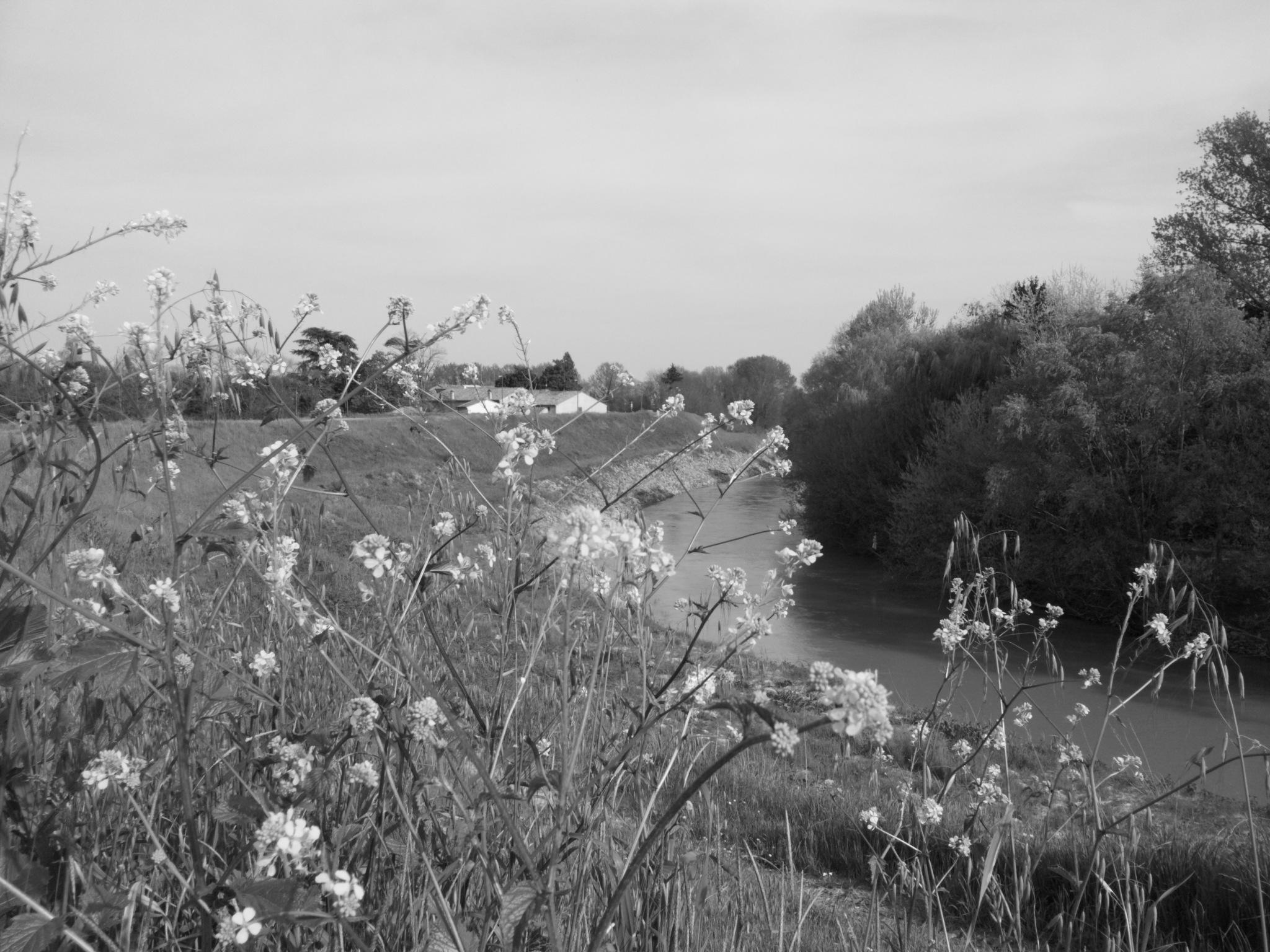 Fiume e fiori di supergigi