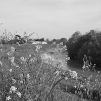 Fiume e fiori di 