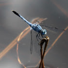 Dragonfly or damselfly