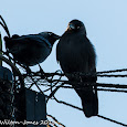 Birds of Cornwall