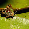 Juniper hairstreak butterfly