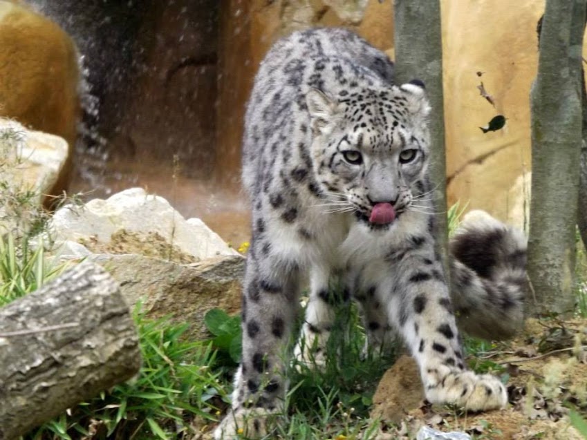 Panthère des neiges, Zoo de la Boissière du Doré - Tous droits réservés