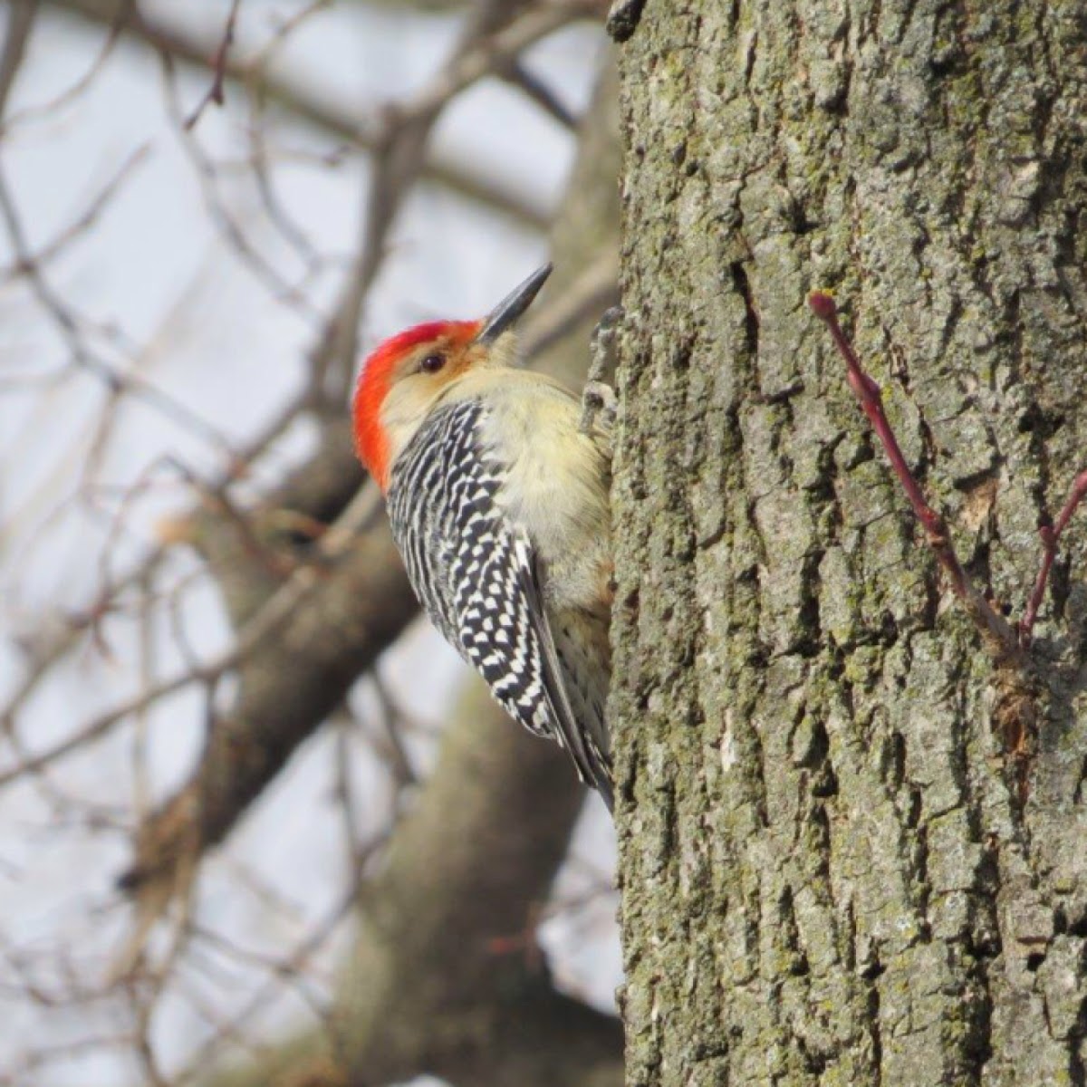 Red-bellied woodpecker