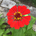 Flor roja