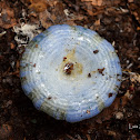 Indigo milk cap