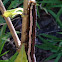 Isognathus Sphinx Caterpillar