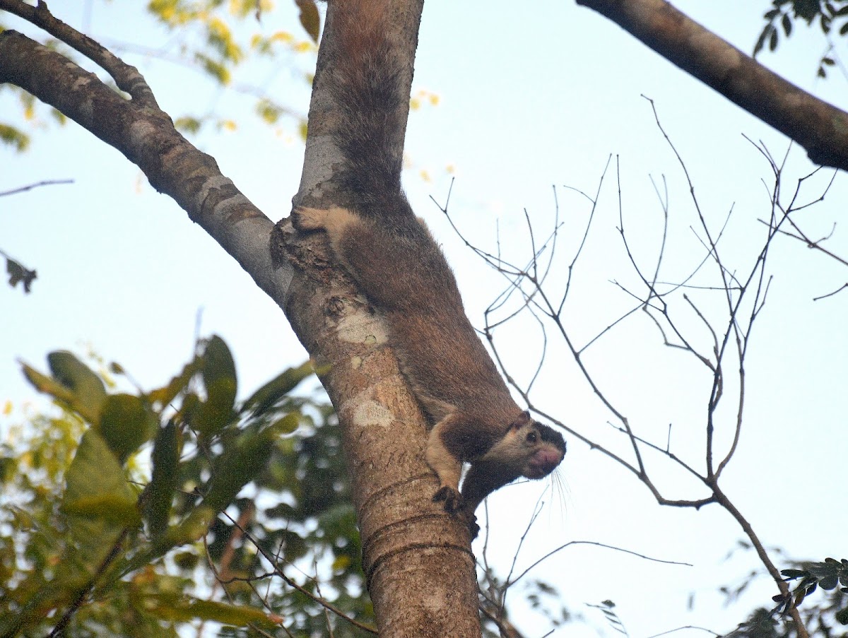 Grizzled giant squirrel