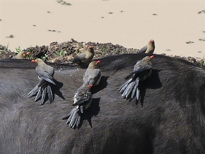 Red-billed Oxpeckers