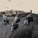 Red-billed Oxpeckers