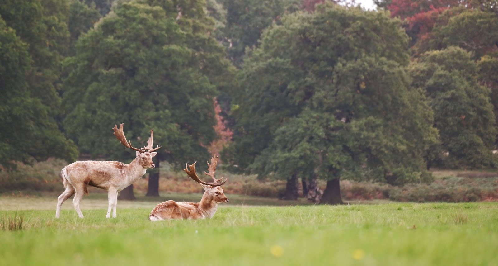 Two deer with large antlers in a grassy field with trees in the background