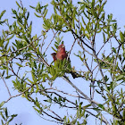 House Finch male