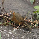 Rusty Cheeked Scimitar Babbler