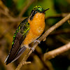 Purple-throated Mountaingem Hummingbird