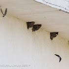 House Martin; Avión Común