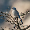 Western Scrub Jay