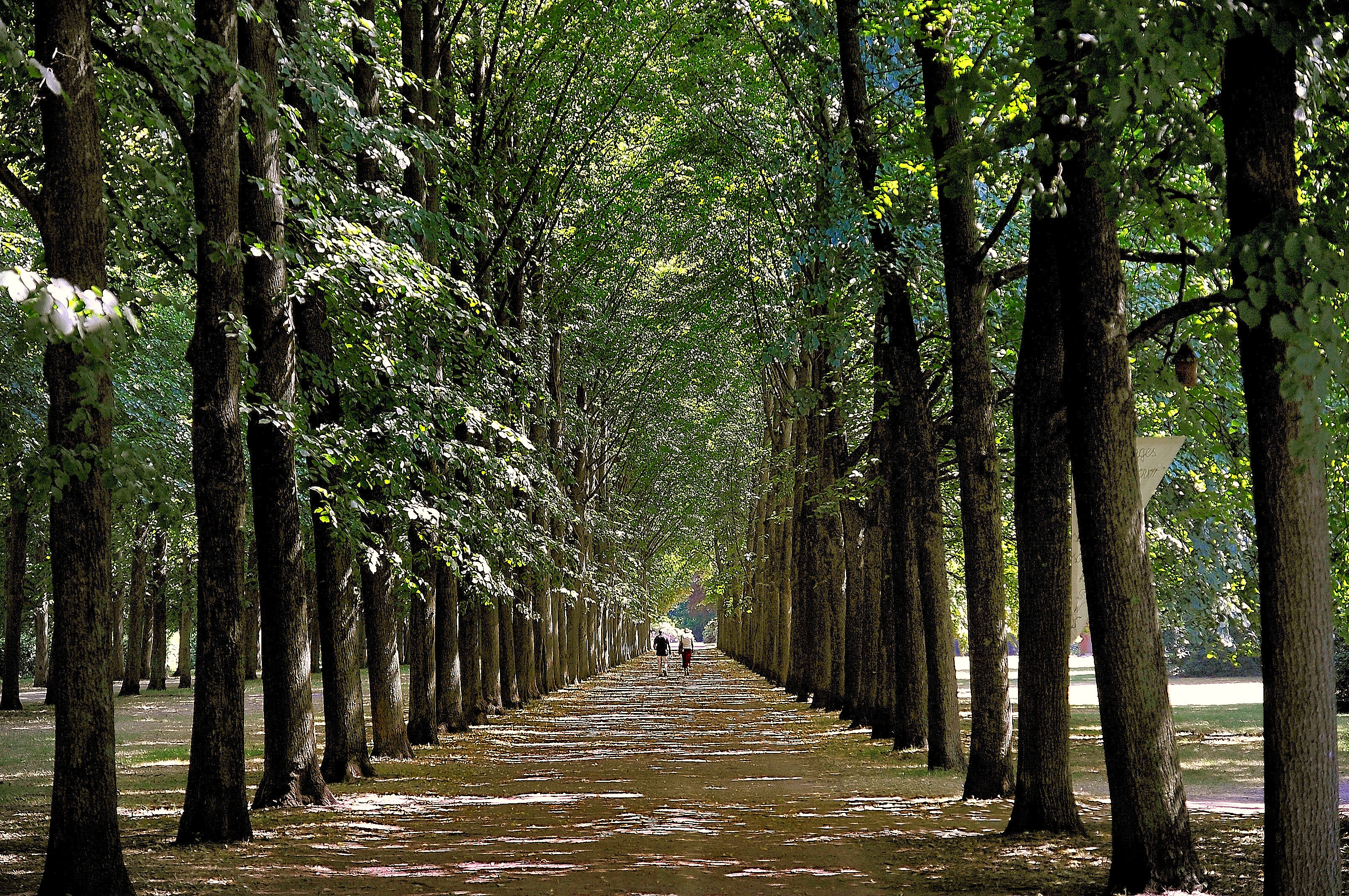 A passeggio nel viale di Isidoro. 